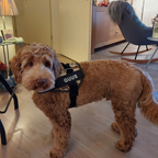 Hundesele Nylon & Mesh med Polstret Brystpanel | Justerbar Sele med D-Ringe & Quick-Release Spænder | Gåture, Træning & Daglig Brug | Vanero