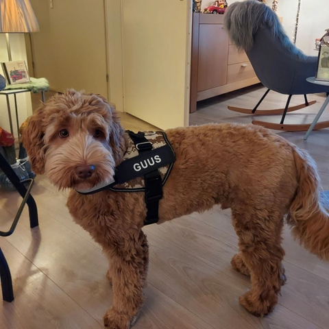 Hundesele Nylon & Mesh med Polstret Brystpanel | Justerbar Sele med D-Ringe & Quick-Release Spænder | Gåture, Træning & Daglig Brug | Vanero
