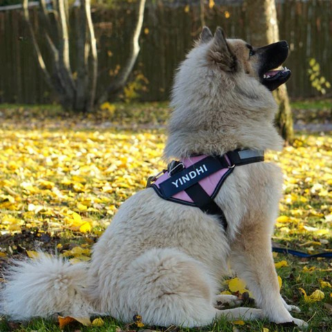 Hundesele Nylon & Mesh med Polstret Brystpanel | Justerbar Sele med D-Ringe & Quick-Release Spænder | Gåture, Træning & Daglig Brug | Vanero