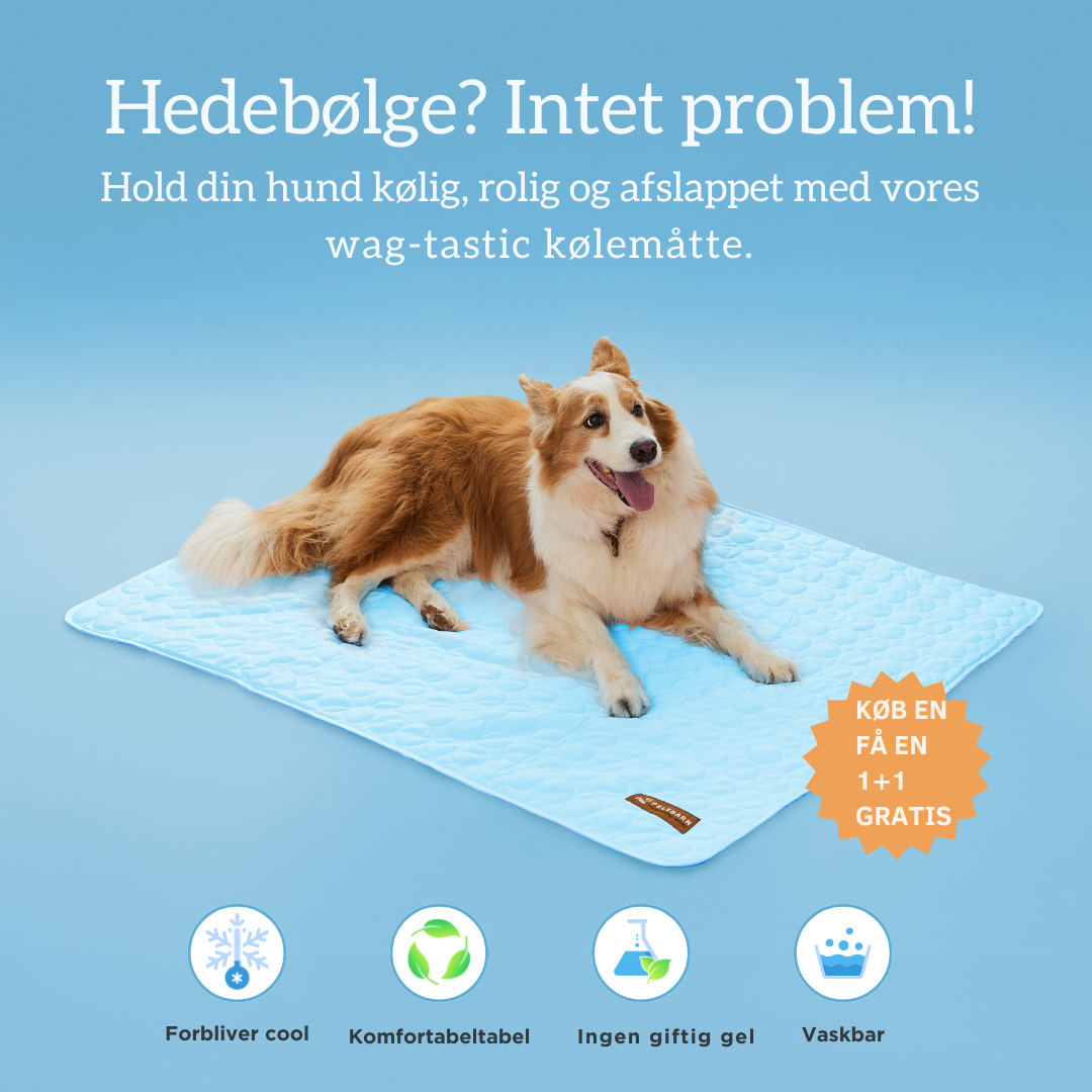 Kølemåtte til Hunde | Holder Din Hund Kølig & Komfortabel Hele Sommeren | Vanero