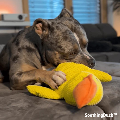 SoothingDuck | Anti-stress-anden til din hund l Vanero