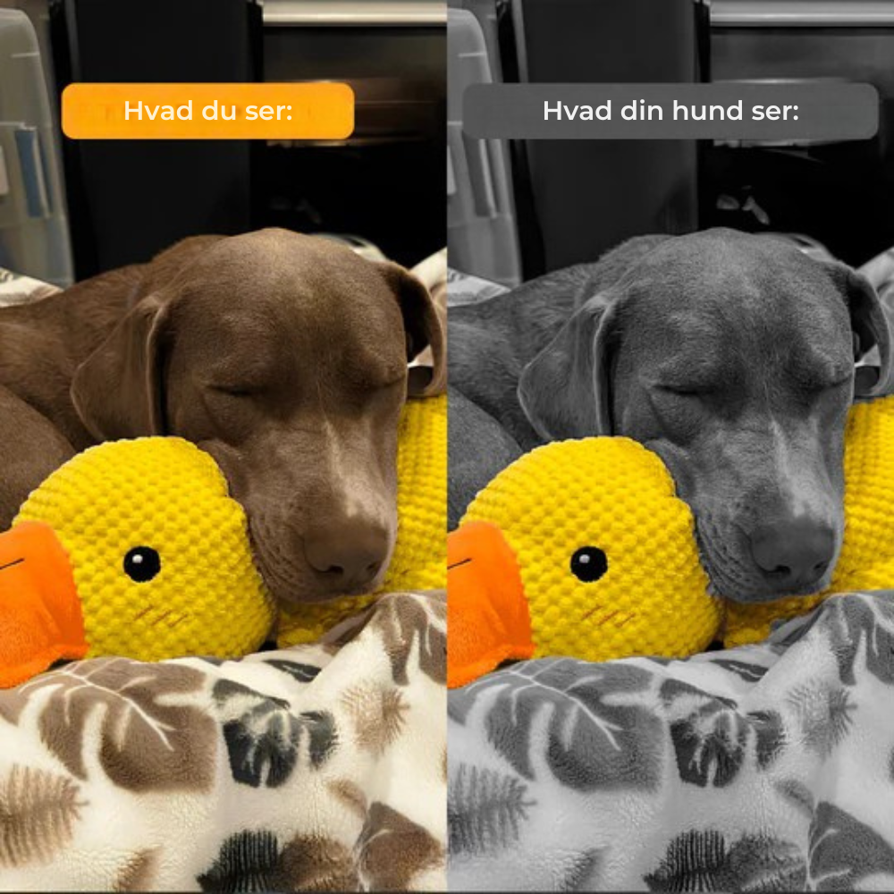 SoothingDuck | Anti-stress-anden til din hund l Vanero