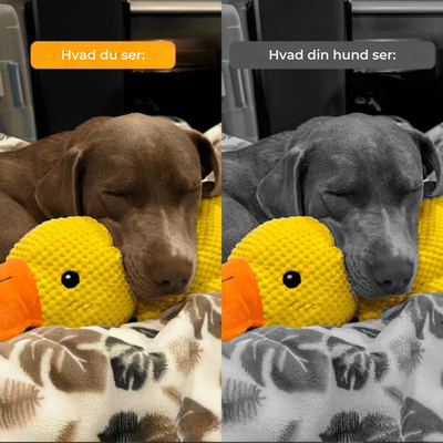 SoothingDuck | Anti-stress-anden til din hund l Vanero