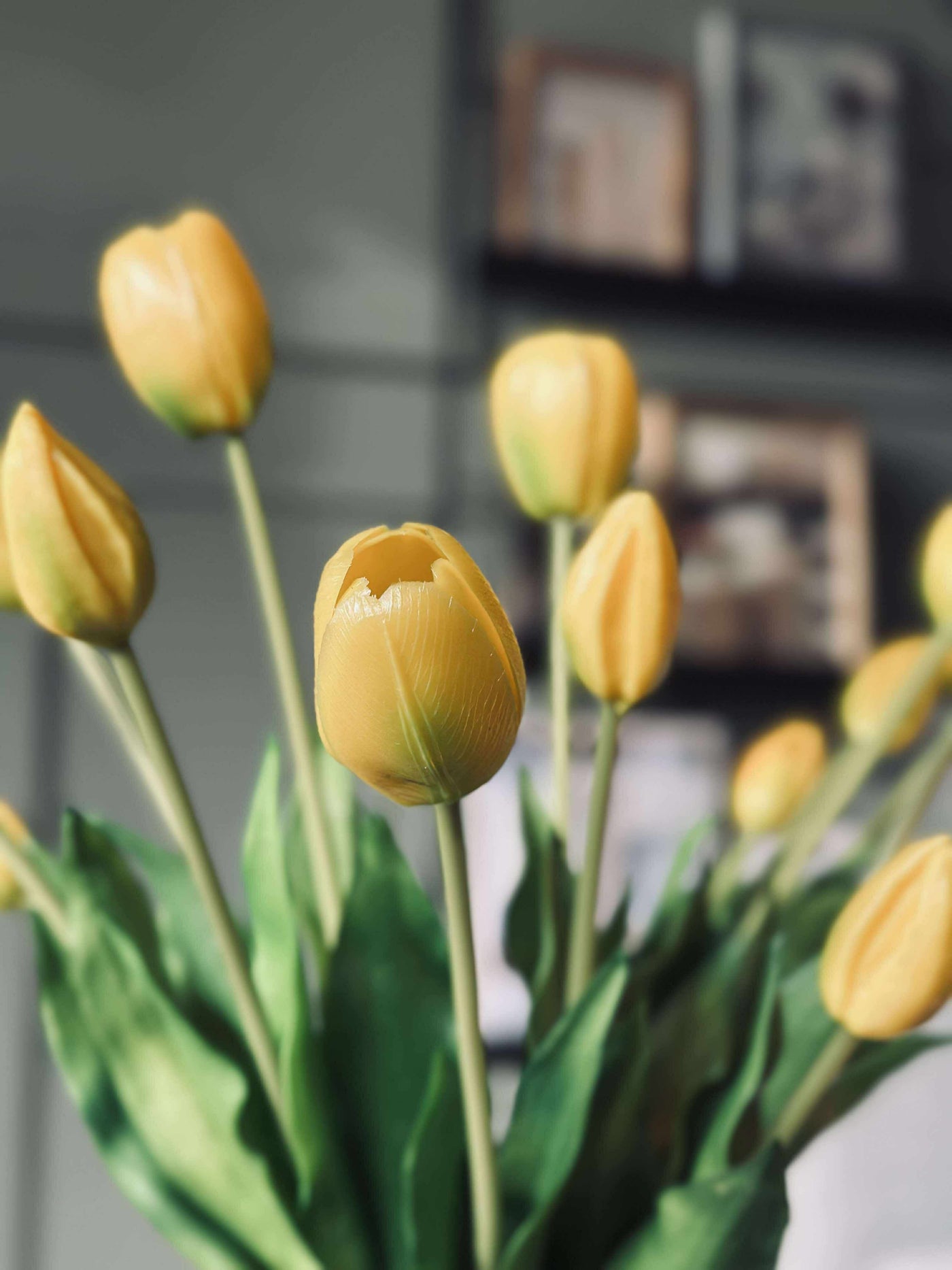 Tulipaner | Flere Farver | Vanero