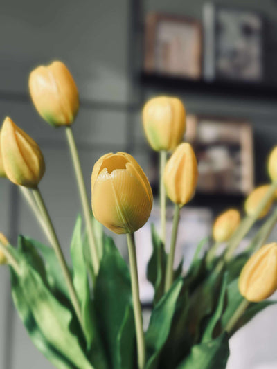 Tulipaner | Flere Farver | Vanero