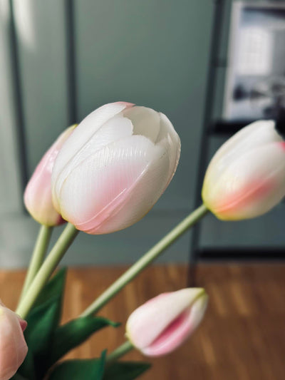 Tulipaner | Flere Farver | Vanero