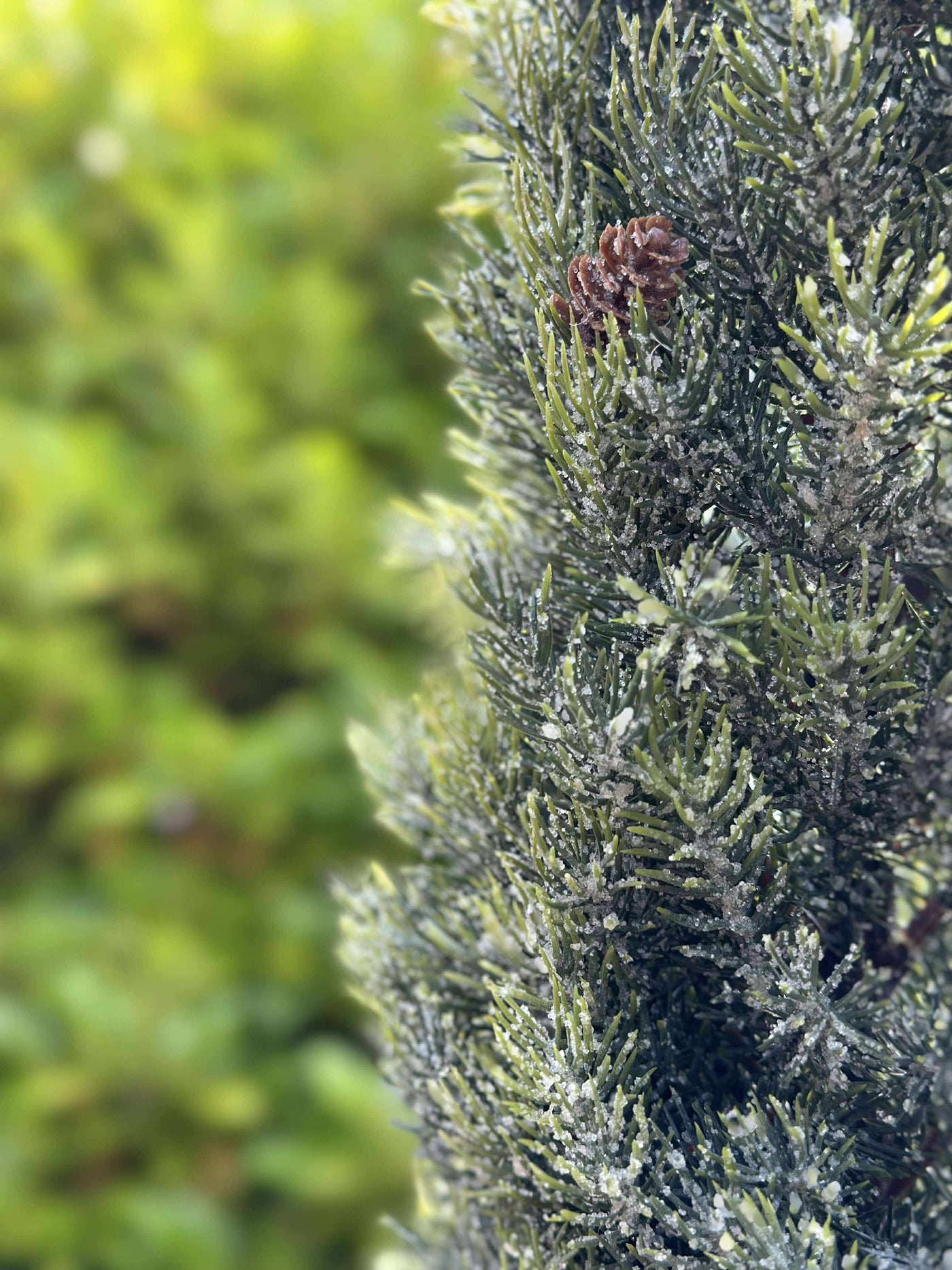 Pinetree MIX | 106 cm | Vanero