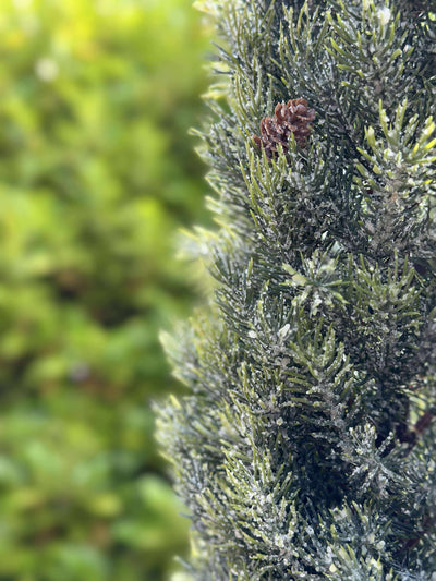 Pinetree MIX | 106 cm | Vanero