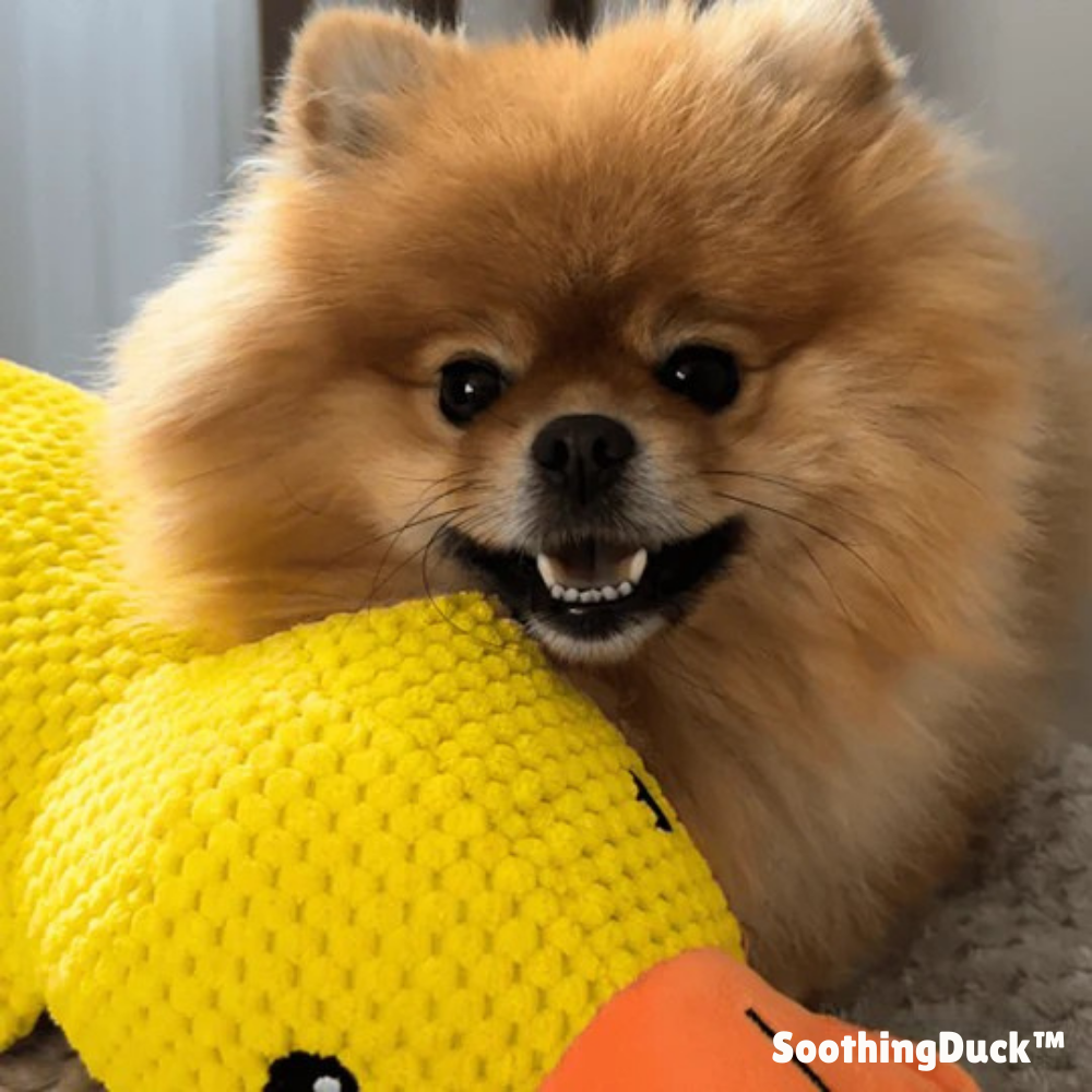 SoothingDuck | Anti-stress-anden til din hund l Vanero