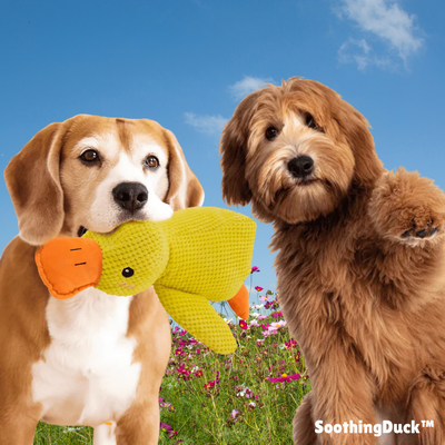 SoothingDuck | Anti-stress-anden til din hund l Vanero