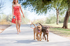 Dobbelt Indtrækbar Hundesnor Rivfast Nylon & ABS | Tangle-Fri Design med 360° Drejeled | Uafhængig Kontrol til To Hunde | Vanero