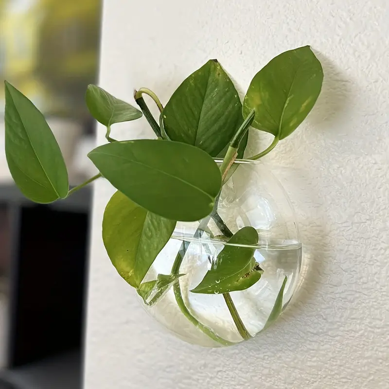 Vægplanter I Borosilikatglas Til Små Planter | Ophængt Glasvase Til Vægdekoration | Indendørs Plantevisning | Vanero