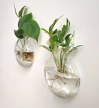 Vægplanter I Borosilikatglas Til Små Planter | Ophængt Glasvase Til Vægdekoration | Indendørs Plantevisning | Vanero