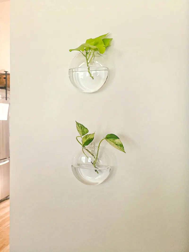 Vægplanter I Borosilikatglas Til Små Planter | Ophængt Glasvase Til Vægdekoration | Indendørs Plantevisning | Vanero