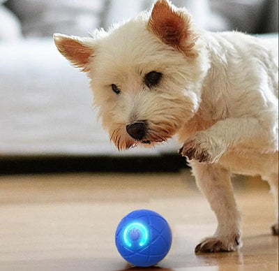 WoofVibe | Holder Din Hund Underholdt Timevis | Vanero