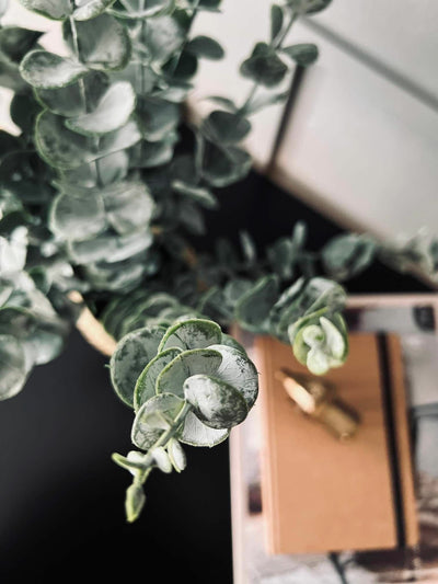 Eucalyptus | Kurv | Vanero