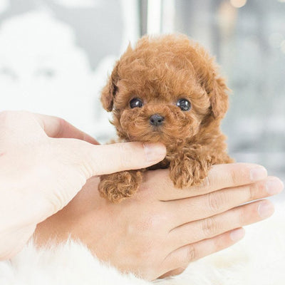 FluffBuddy | Bevæger sig som en hundehvalp, batteridrevet krammedyr l Vanero