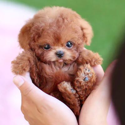 FluffBuddy | Bevæger sig som en hundehvalp, batteridrevet krammedyr l Vanero